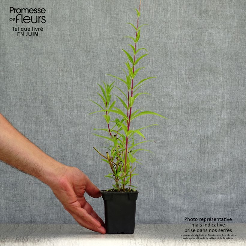 Spécimen de Penstemon Rich Ruby - Galane Godet de 7/8 cm tel que livré en été