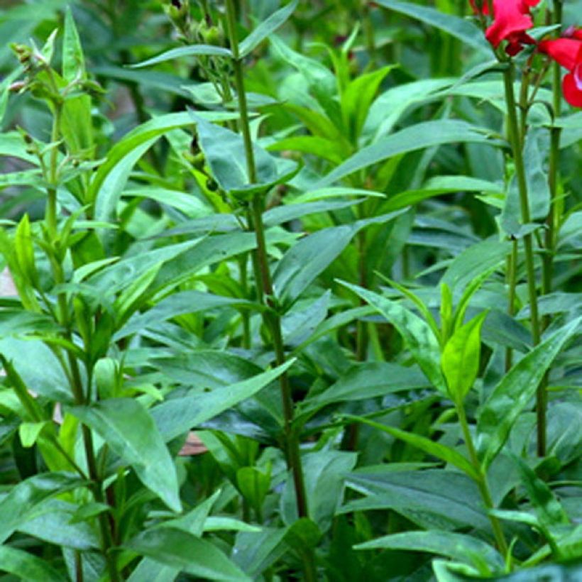 Penstemon hybride Rubicundus - Galane (Feuillage)