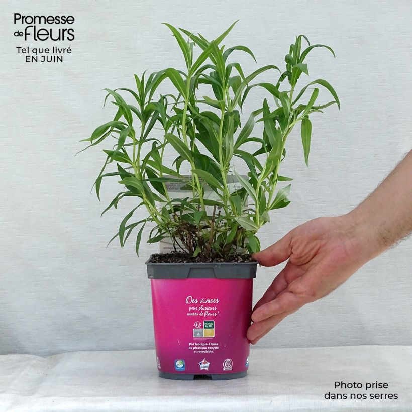 Spécimen de Penstemon Souvenir d'Adrien Régnier - Galane Pot de 2L/3L tel que livré en été