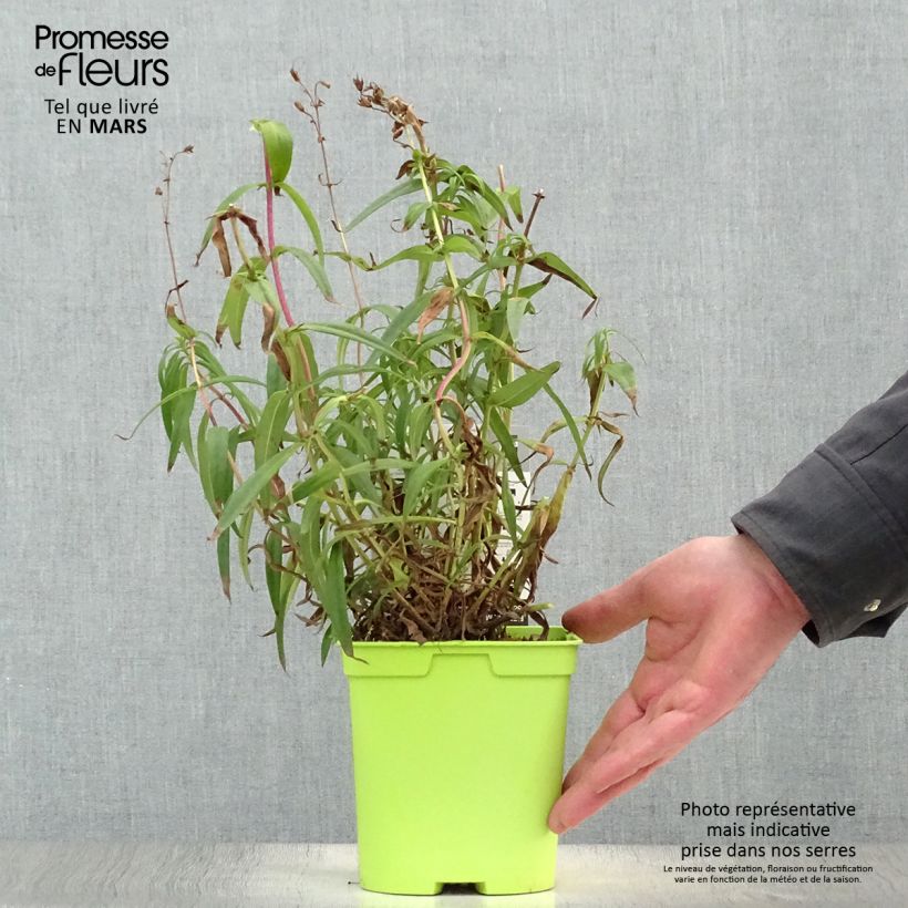 Spécimen de Penstemon Souvenir d'Adrien Régnier - Galane en pot de 2/3 litres tel que livré au printemps