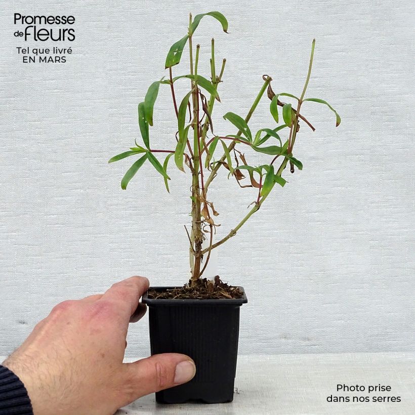 Spécimen de Penstemon Souvenir d'Adrien Régnier - Galane en godet de 8 cm tel que livré au printemps