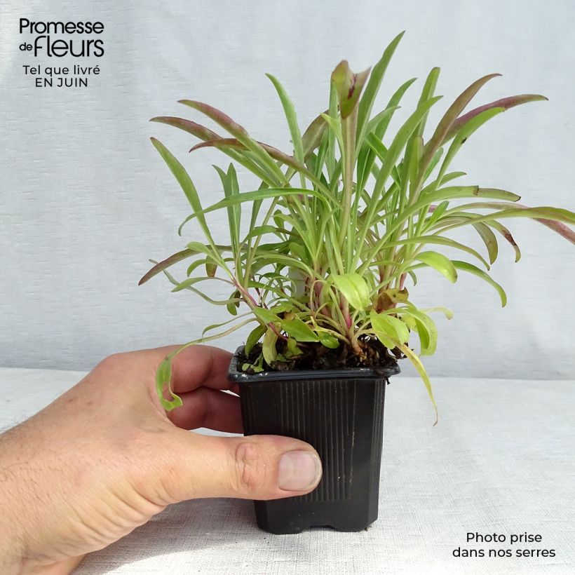 Spécimen de Penstemon barbatus Coccineus - Galane tel que livré en ete