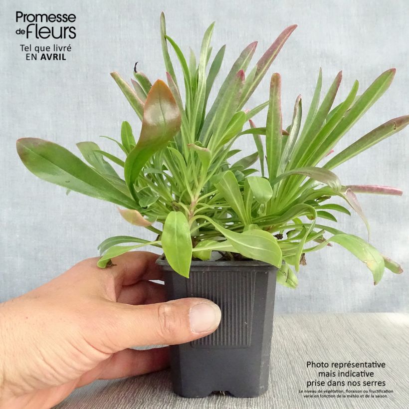 Spécimen de Penstemon barbatus Coccineus - Galane en godet de 8 cm tel que livré au printemps