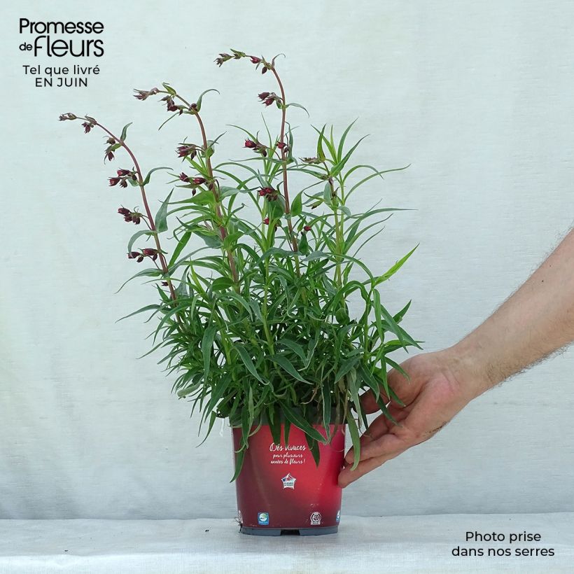Spécimen de Penstemon barbatus Coccineus - Galane tel que livré en ete