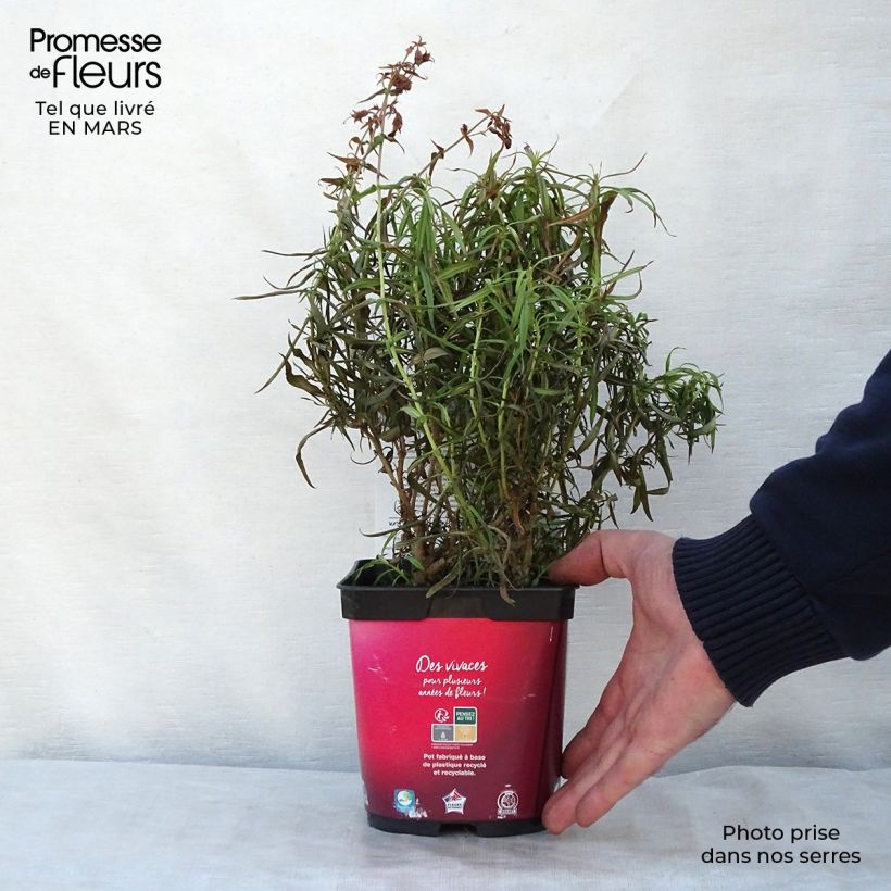 Spécimen de Penstemon barbatus Coccineus - Galane en pot de 2/3 litres tel que livré au printemps
