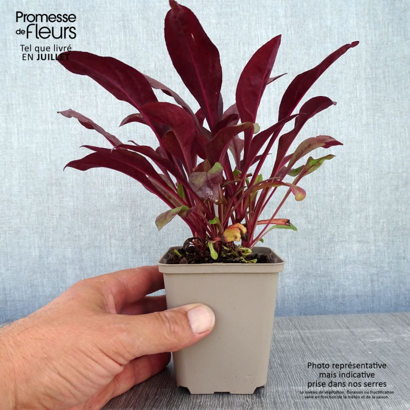 Spécimen de Penstemon digitalis Dakota Burgundy Godet de 8/9 cm tel que livré en été