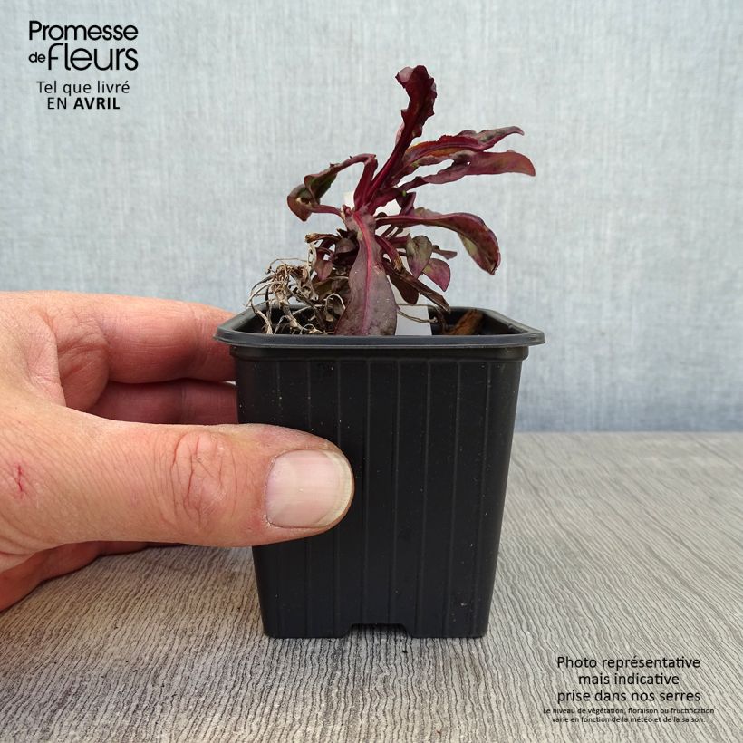 Spécimen de Penstemon digitalis Dakota Burgundy Godet de 8/9 cm tel que livré au printemps