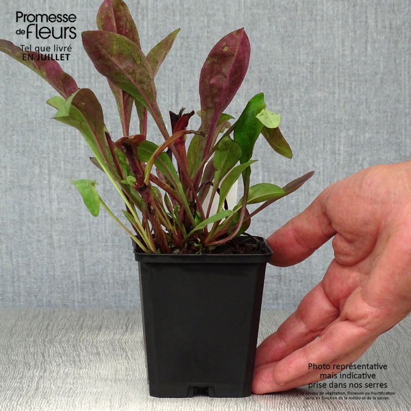 Spécimen de Penstemon digitalis Dark Towers - Galane Godet de 8/9 cm tel que livré en été