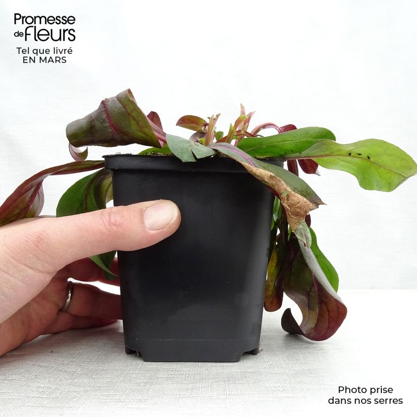 Spécimen de Penstemon digitalis Dark Towers - Galane Godet de 9cm tel que livré au printemps