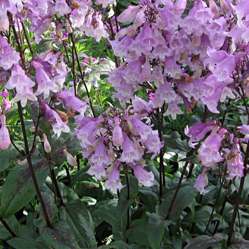 Penstemon digitalis Pocahontas - Galane (Floraison)