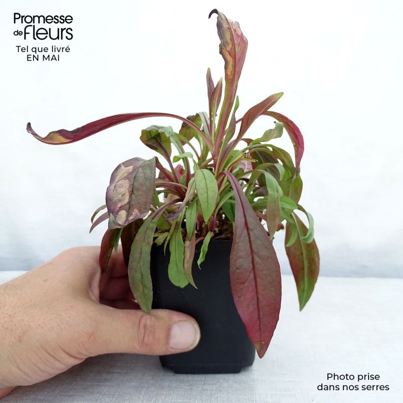 Spécimen de Penstemon digitalis Pocahontas - Galane Godet de 9cm tel que livré au printemps