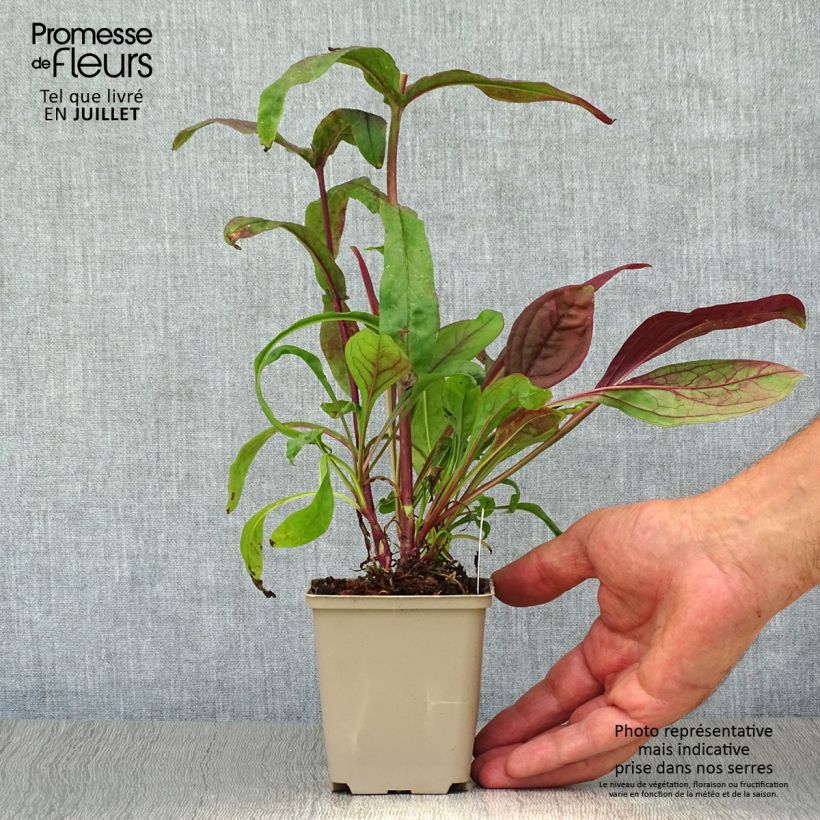 Spécimen de Penstemon digitalis Pocahontas - Galane Godet de 8/9 cm tel que livré en été