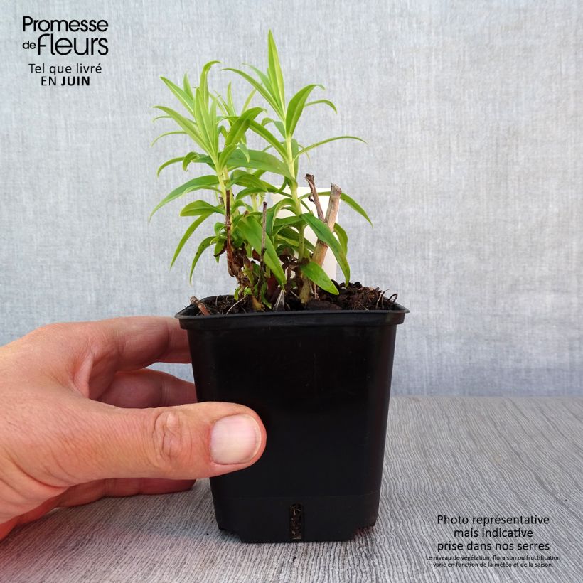 Spécimen de Penstemon hybride Alice Hindley - Galane Godet de 8/9 cm tel que livré en été