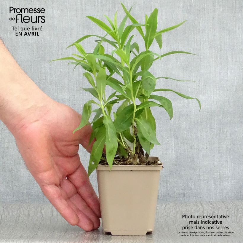 Spécimen de Penstemon hybride Alice Hindley - Galane Godet de 9cm tel que livré au printemps