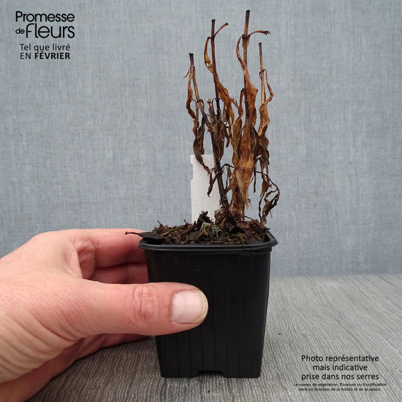 Spécimen de Penstemon hybride Blackbird - Galane tel que livré en hiver