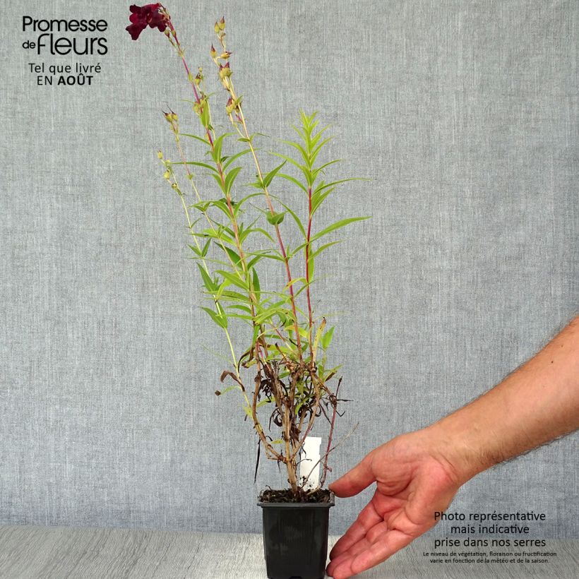 Spécimen de Penstemon hybride Blackbird - Galane Godet de 7/8 cm tel que livré en été