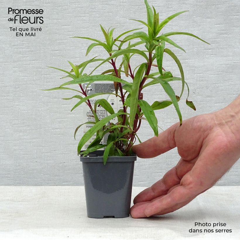Spécimen de Penstemon hybride Blackbird - Galane Godet de 7/8cm tel que livré au printemps