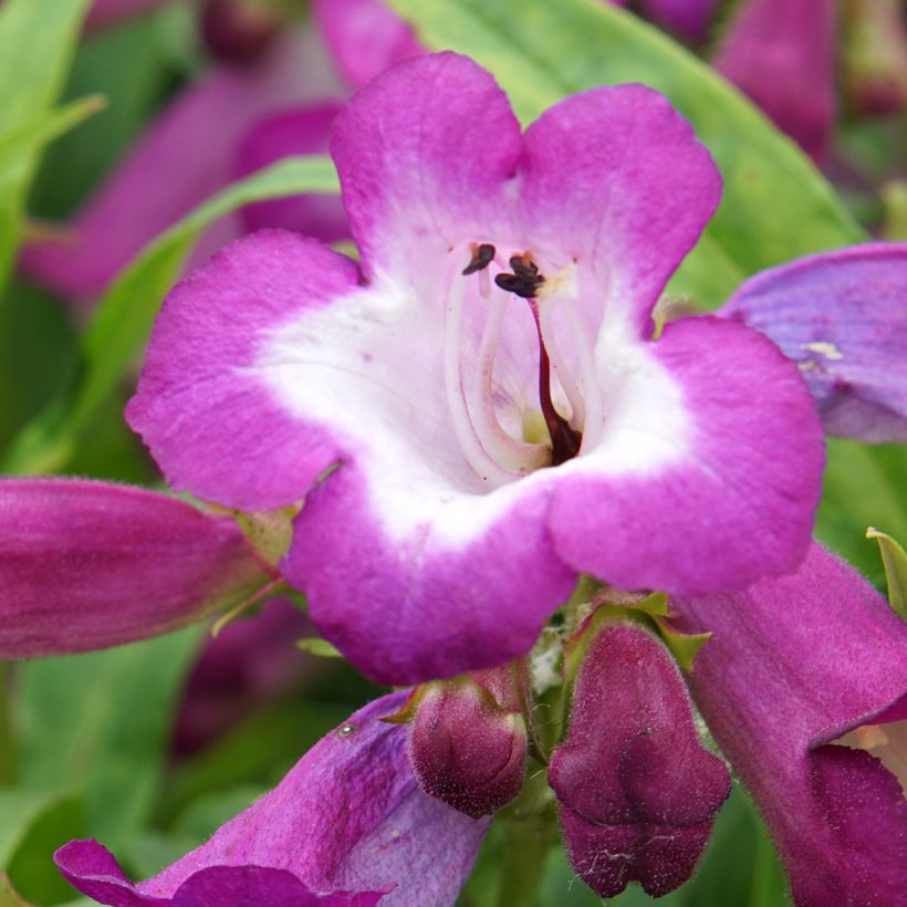 Penstemon hybride Countess of Dalkeith - Galane (Floraison)