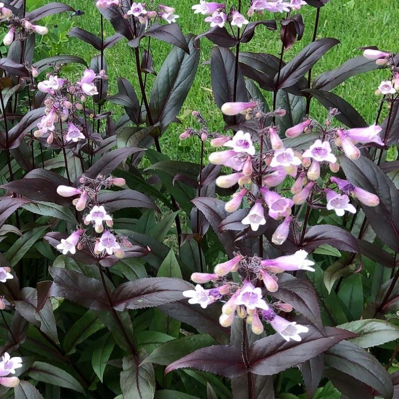 Penstemon digitalis Dark Towers - Galane (Floraison)