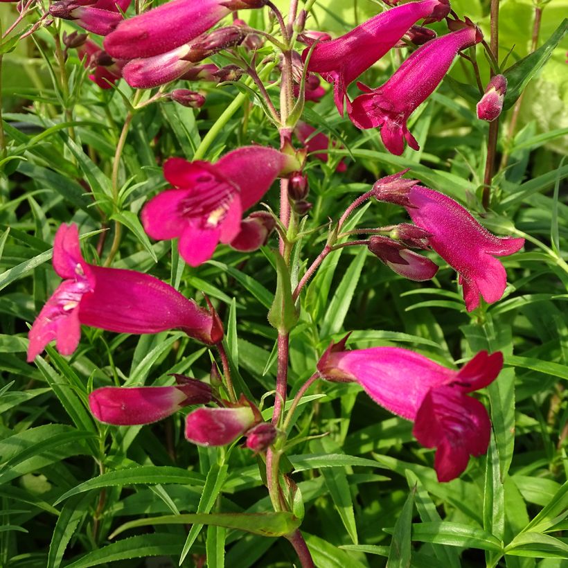 Penstemon hybride Garnet - Galane (Floraison)