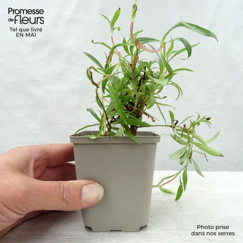 Spécimen de Penstemon hybride Garnet - Galane Godet de 9cm tel que livré au printemps