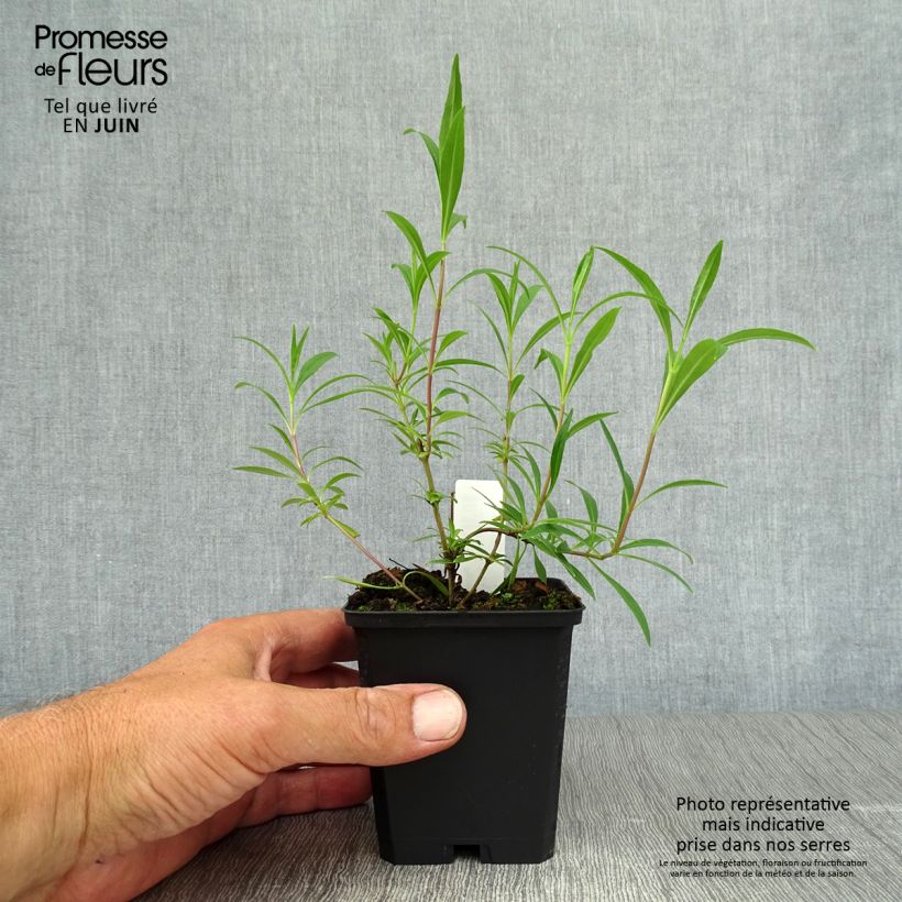 Spécimen de Penstemon hybride Garnet - Galane Godet de 8/9 cm tel que livré en été