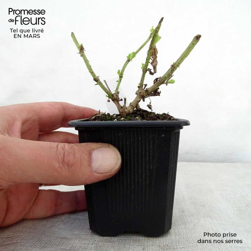 Spécimen de Penstemon hybride Gloire des Quatre Rues - Galane Godet de 8/9 cm tel que livré au printemps