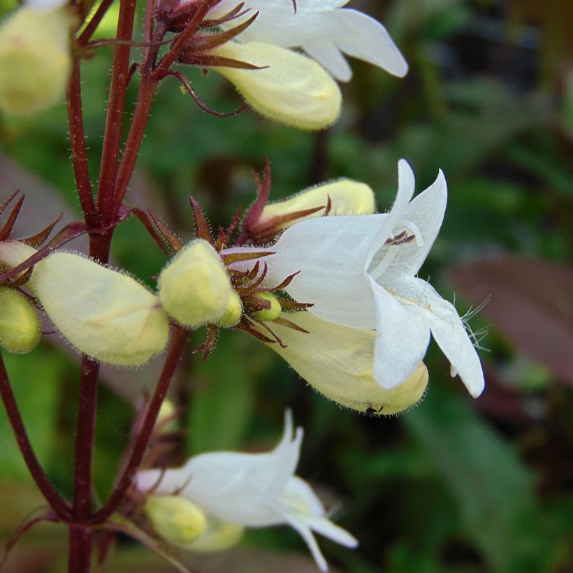 Penstemon hybride Husker Red - Galane (Floraison)