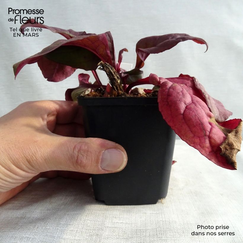 Spécimen de Penstemon hybride Husker Red - Galane Godet de 8/9cm tel que livré au printemps