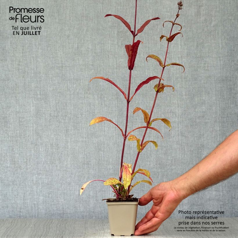 Spécimen de Penstemon hybride Husker Red - Galane Godet de 8/9 cm tel que livré en été