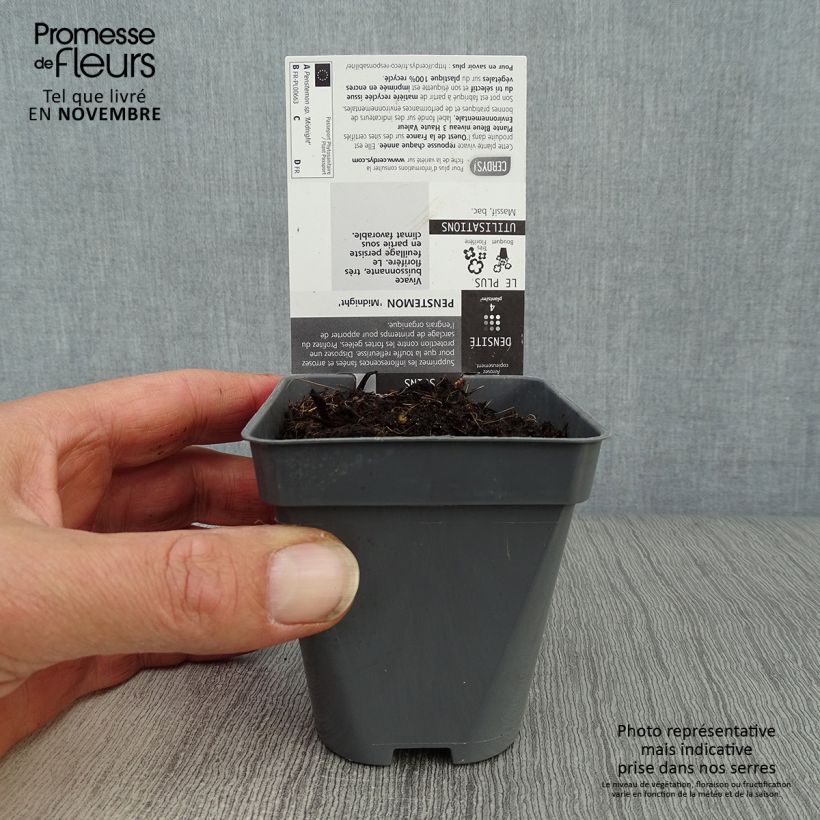 Spécimen de Penstemon hybride Midnight - Galane Godet de 8/9 cm tel que livré en automne