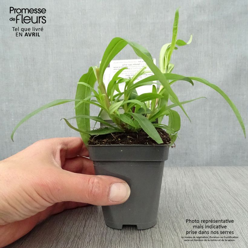 Spécimen de Penstemon hybride Midnight - Galane Godet de 9cm tel que livré au printemps
