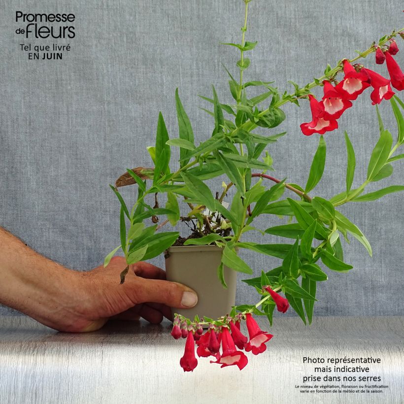 Spécimen de Penstemon hybride Rubicundus - Galane Godet de 8/9 cm tel que livré en été
