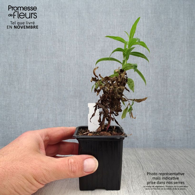 Spécimen de Penstemon hybride Russian River - Galane Godet de 8/9 cm tel que livré en automne