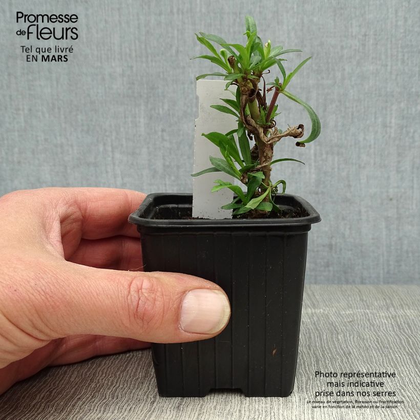 Spécimen de Penstemon hybride Russian River - Galane Godet de 8 cm tel que livré au printemps