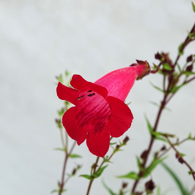 Penstemon hybride Schoenholzeri - Galane (Floraison)