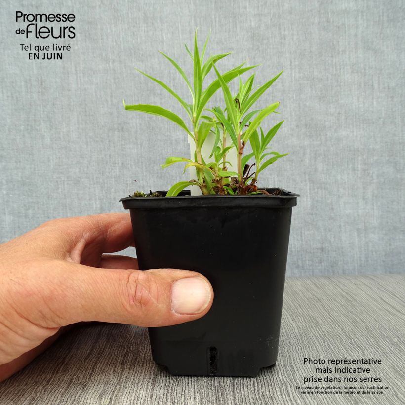 Spécimen de Penstemon hybride Schoenholzeri - Galane Godet de 8/9 cm tel que livré en été