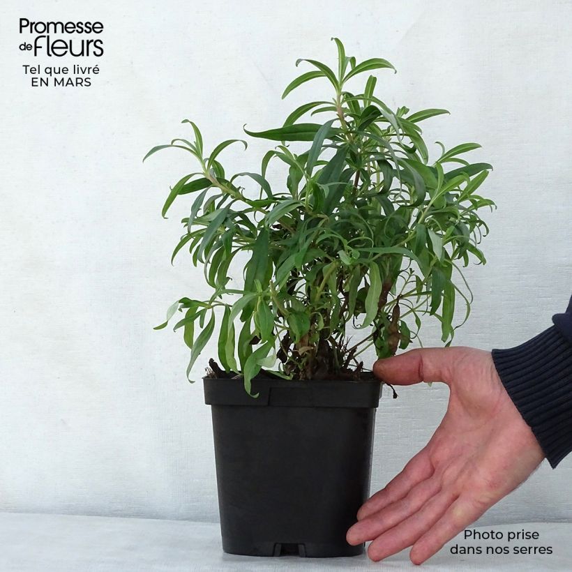 Spécimen de Penstemon hybride Schoenholzeri - Galane en pot de 2/3 litres tel que livré au printemps