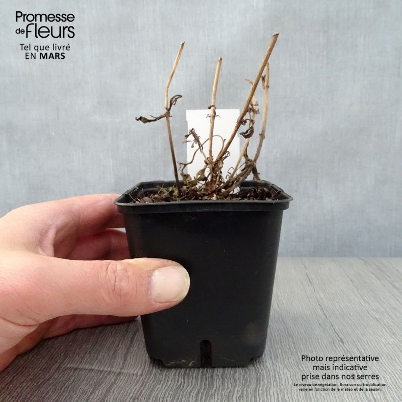 Spécimen de Penstemon hybride Sour Grapes - Galane Godet de 9cm tel que livré au printemps