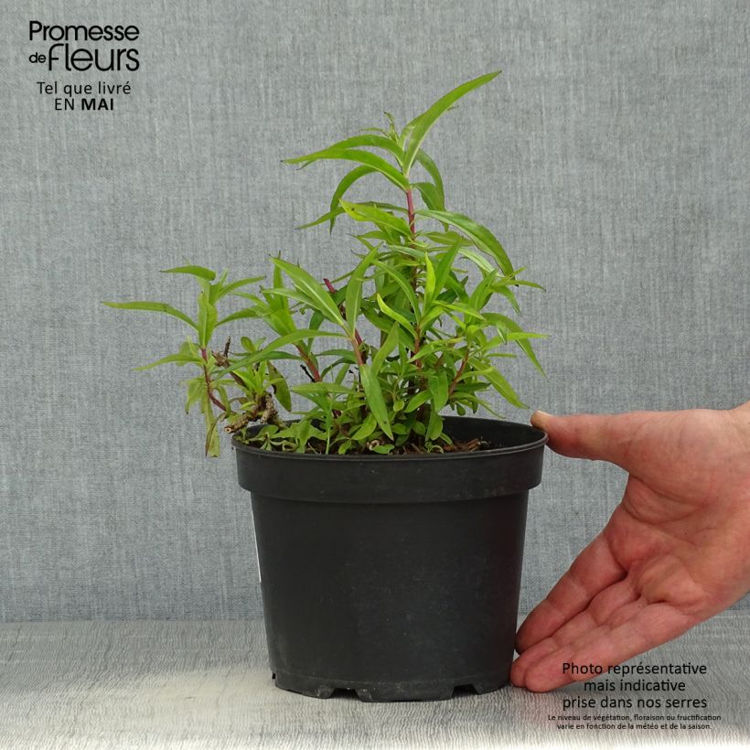 Spécimen de Penstemon hybride Sour Grapes - Galane en pot de 2L/3L tel que livré au printemps