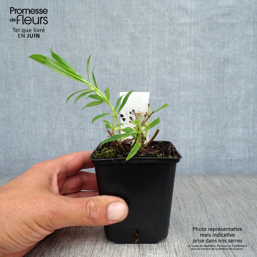 Spécimen de Penstemon hybride White Bedder - Galane Godet de 8/9 cm tel que livré en été