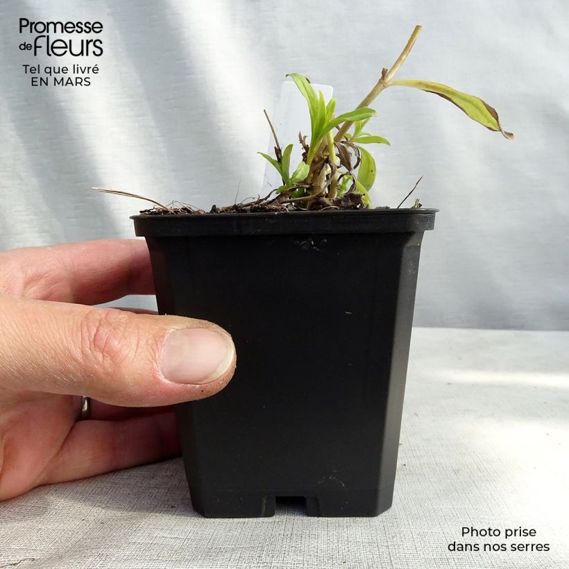 Spécimen de Penstemon hybride White Bedder - Galane Godet de 9cm tel que livré au printemps