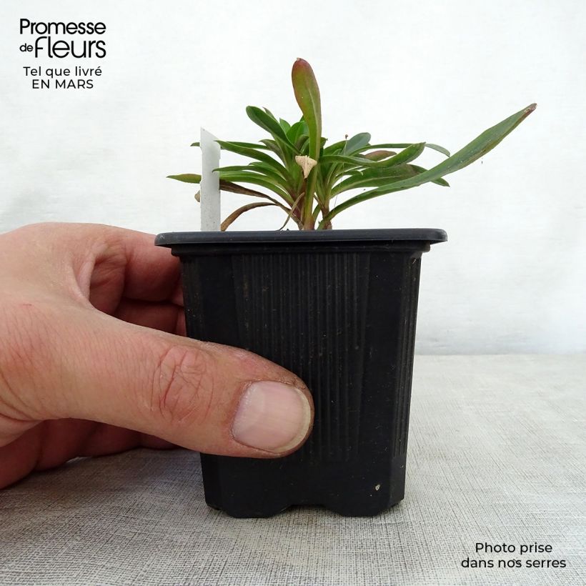 Spécimen de Penstemon mensarum - Galane Godet de 8/9 cm tel que livré au printemps