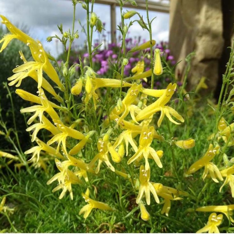 Penstemon pinifolius Mersea Yellow - Galane à feuilles de pin (Floraison)