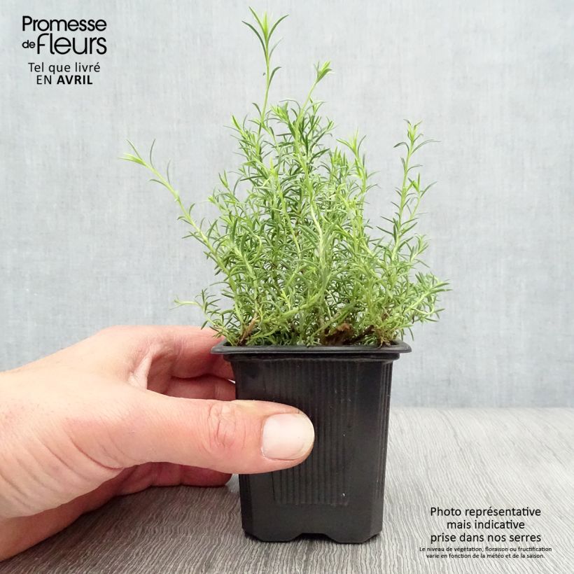 Spécimen de Penstemon pinifolius Mersea Yellow - Galane à feuilles de pin Godet de 9cm  tel que livré au printemps