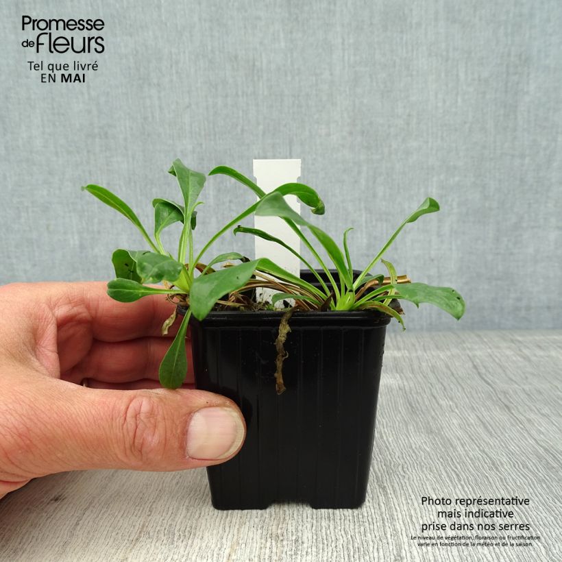 Spécimen de Penstemon strictus - Galane Godet de 8/9 cm tel que livré au printemps