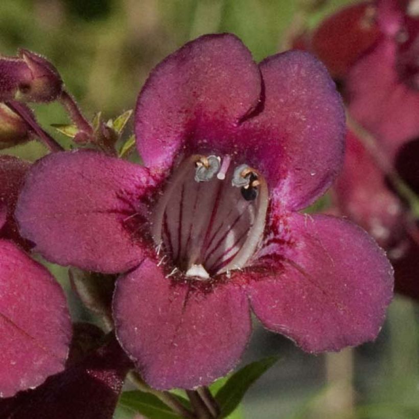 Penstemon hybride Blackbird - Galane (Floraison)