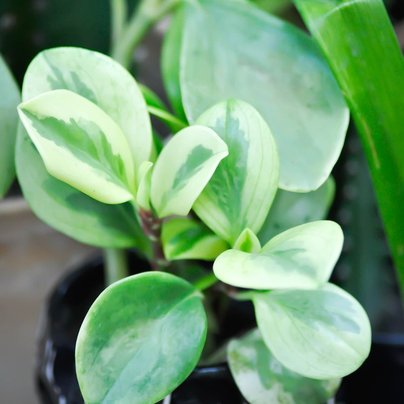Peperomia obtusifolia Bicolor (Feuillage)