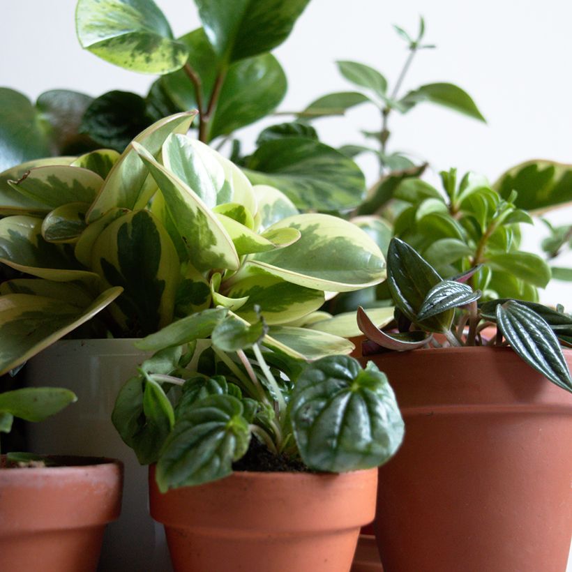 Peperomia obtusifolia Bicolor (Port)
