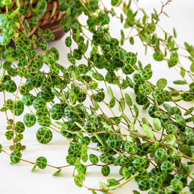 Peperomia prostrata (Feuillage)